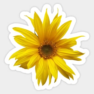 Sunflower - fall flower photograph Sticker